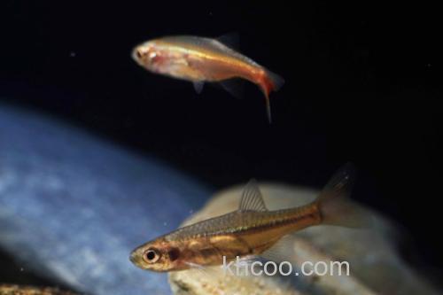 三线波鱼是什么鱼？_3