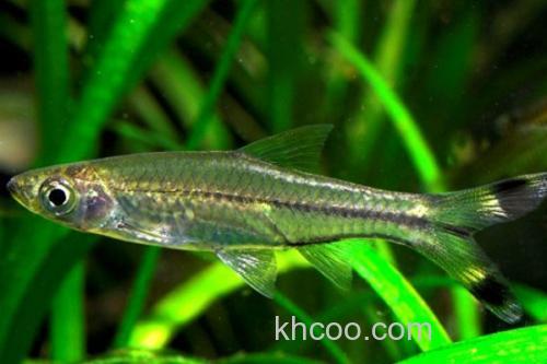 三线波鱼是什么鱼？_1