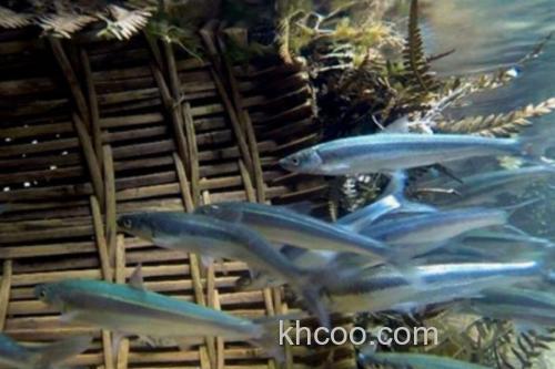 三线波鱼是什么鱼？_2