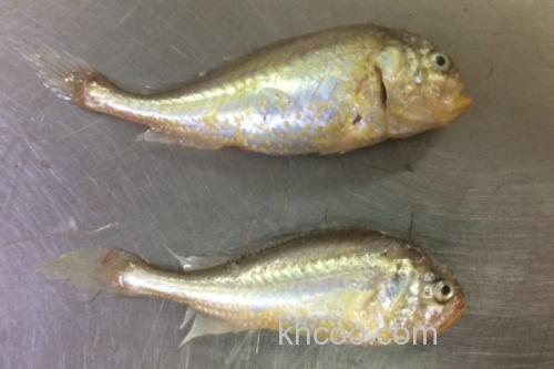 黑鳃梅童鱼是什么鱼？_3