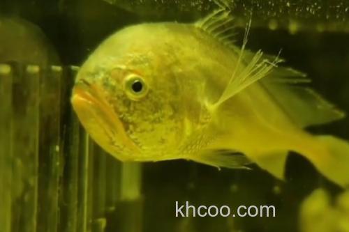 黑鳃梅童鱼是什么鱼？_1