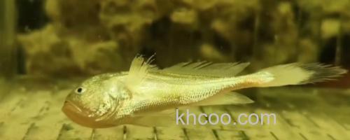 黑鳃梅童鱼是什么鱼？_0