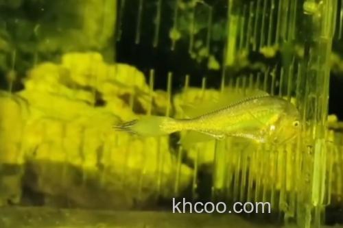 黑鳃梅童鱼是什么鱼？_2