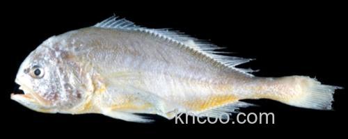 棘头梅童鱼是什么鱼？_0