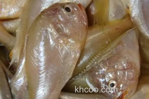 棘头梅童鱼是什么鱼？_2