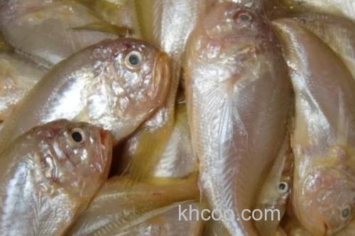 棘头梅童鱼是什么鱼？_1