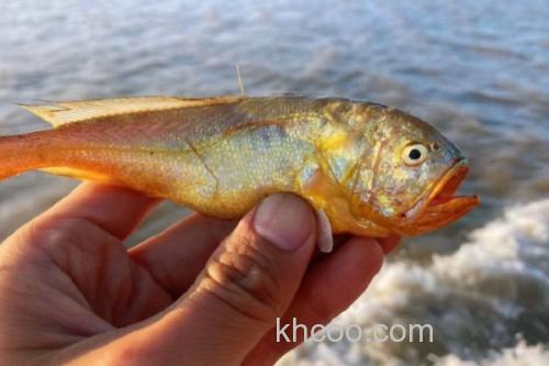 棘头梅童鱼是什么鱼？_3