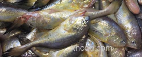 梅童鱼和小黄鱼的区别_0