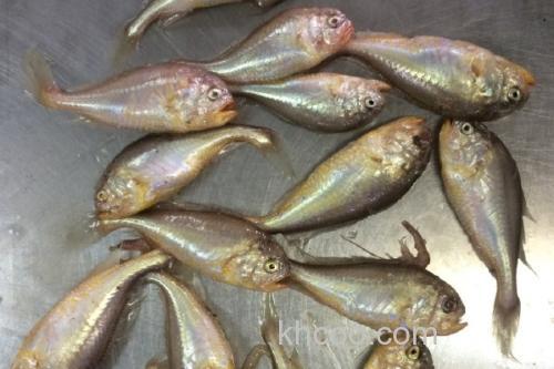 梅童鱼价格多少钱一斤？_2