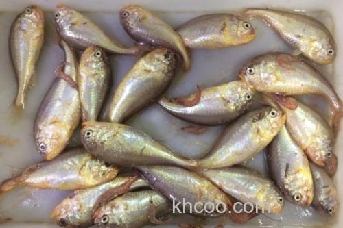 梅童鱼价格多少钱一斤？_1