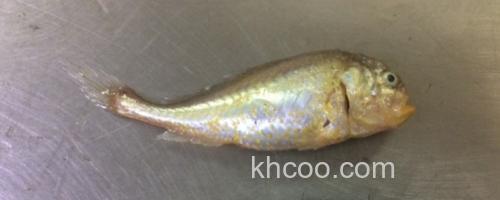 梅童鱼价格多少钱一斤？_0