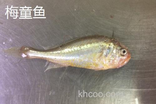 梅童鱼和小黄鱼的区别_1