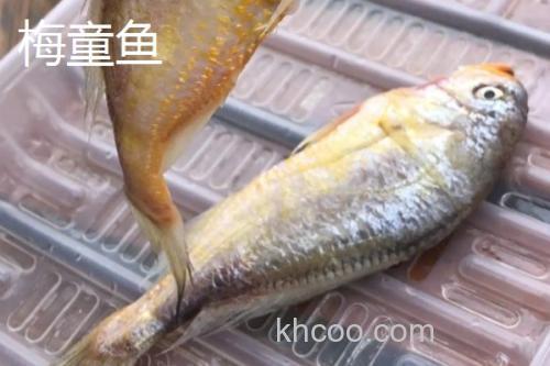 梅童鱼和小黄鱼的区别_3