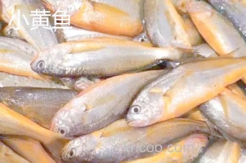 梅童鱼和小黄鱼的区别_2
