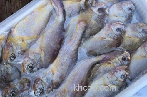 梅童鱼又叫什么鱼？_1