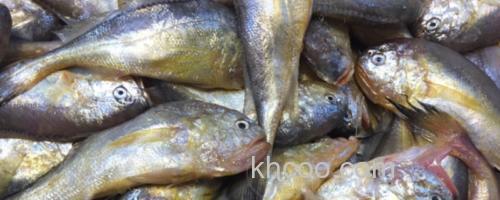 梅童鱼又叫什么鱼？_0