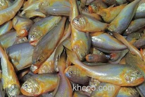 梅童鱼又叫什么鱼？_2