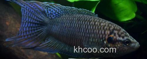 香港黑叉尾斗鱼是什么鱼？_0