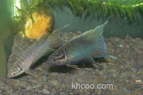 香港黑叉尾斗鱼是什么鱼？_2