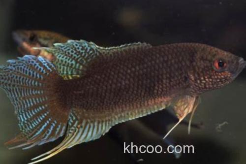 香港黑叉尾斗鱼是什么鱼？_3