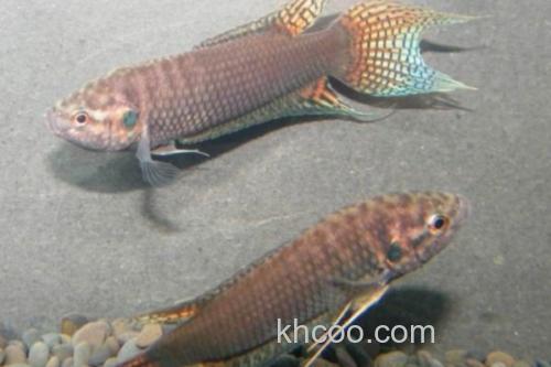 香港黑叉尾斗鱼是什么鱼？_1