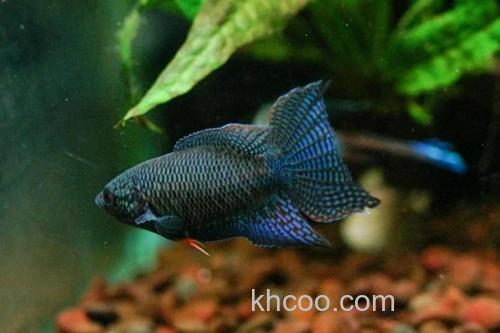 越南黑叉尾斗鱼是什么鱼？_1