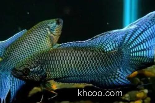 越南黑叉尾斗鱼是什么鱼？_2