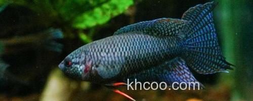 越南黑叉尾斗鱼是什么鱼？_0