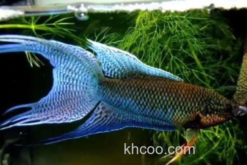 越南黑叉尾斗鱼是什么鱼？_3