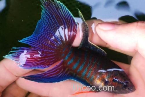 红蓝叉尾斗鱼是什么鱼？_3