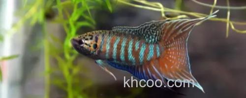 红蓝叉尾斗鱼是什么鱼？_0