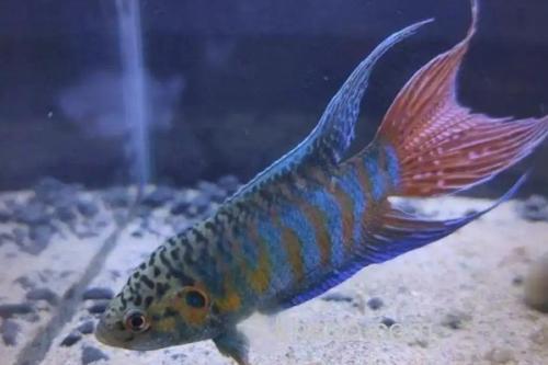 红蓝叉尾斗鱼是什么鱼？_1