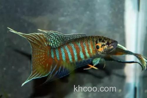 红蓝叉尾斗鱼是什么鱼？_2
