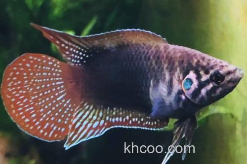 圆尾斗鱼是什么鱼？_2