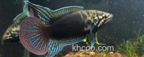 圆尾斗鱼是什么鱼？_0