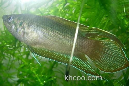 圆尾斗鱼是什么鱼？_1