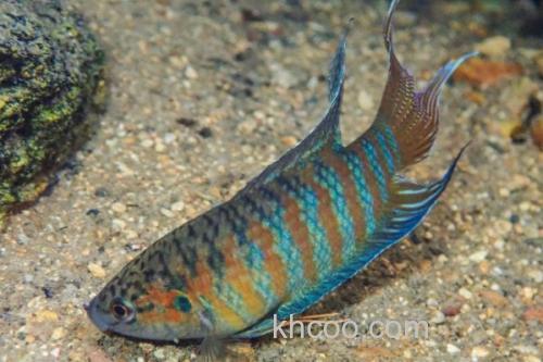 叉尾斗鱼是什么鱼？_1