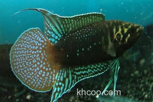 圆尾斗鱼是什么鱼？_3