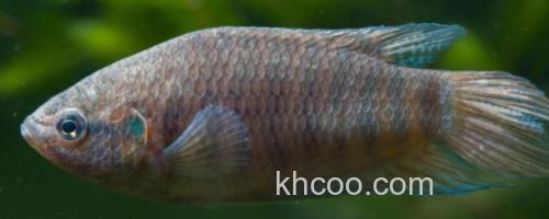 叉尾斗鱼是什么鱼？_0