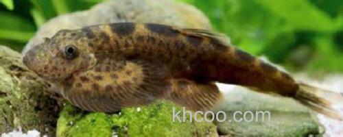 长尾后平鳅是什么鱼？_0