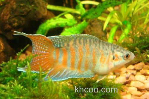 叉尾斗鱼是什么鱼？_3