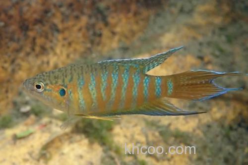 叉尾斗鱼是什么鱼？_2