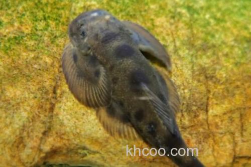 长尾后平鳅是什么鱼？_1