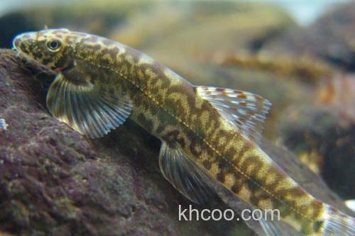 钝吻拟平鳅是什么鱼？_1