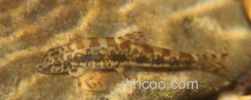 钝吻拟平鳅是什么鱼？_0