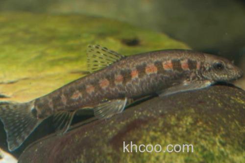 钝吻拟平鳅是什么鱼？_2