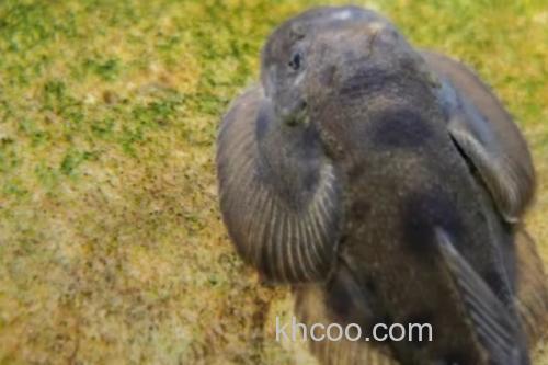 长尾后平鳅是什么鱼？_3