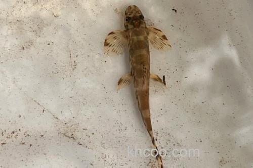 琼中拟平鳅是什么鱼？_1