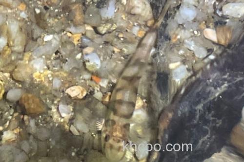 琼中拟平鳅是什么鱼？_2