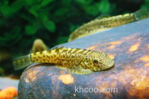 钝吻拟平鳅是什么鱼？_3